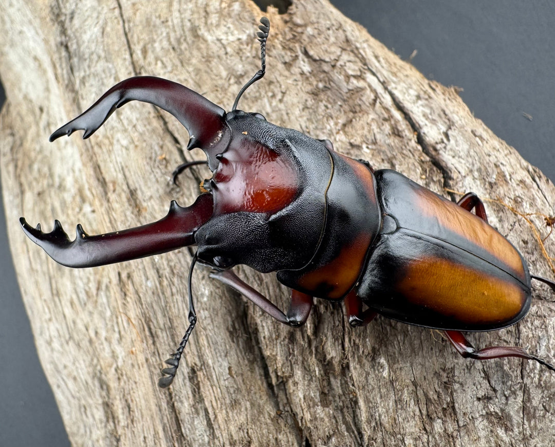 《ミラビリスノコギリクワガタ 68mm ペア》