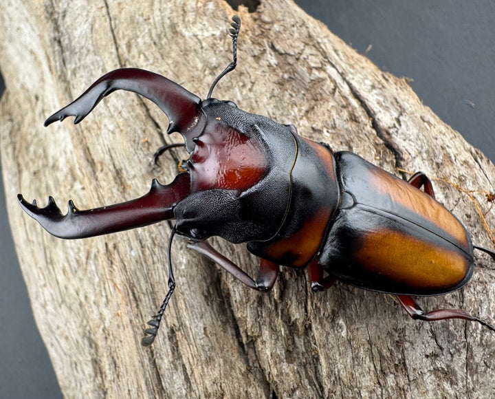 《ミラビリスノコギリクワガタ 68mm ペア》