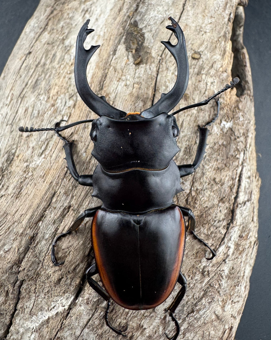 【WD】《クベラツヤクワガタ亜種sinensis 浙江省産 69mm ペア》