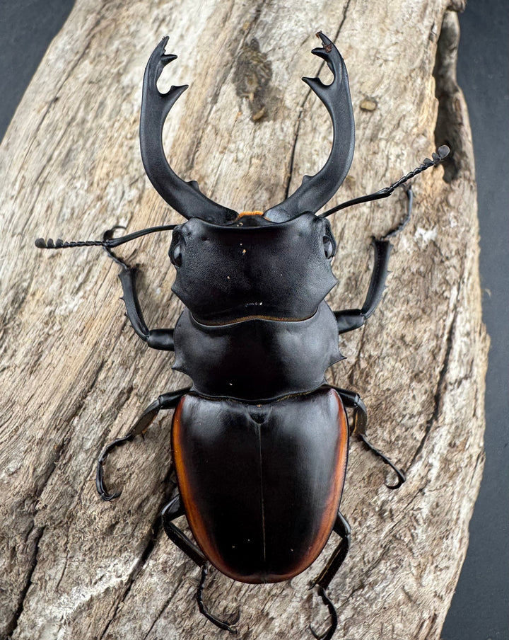 【WD】《クベラツヤクワガタ亜種sinensis 浙江省産 69mm ペア》