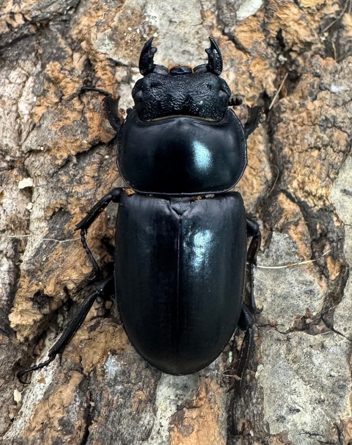 《インドアンタエウス サディア産 75.5mm ペア》