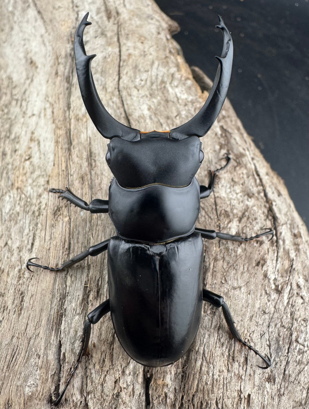 【WD】《ブラナウンコクワ 碧羅雪山産 63mm ペア》