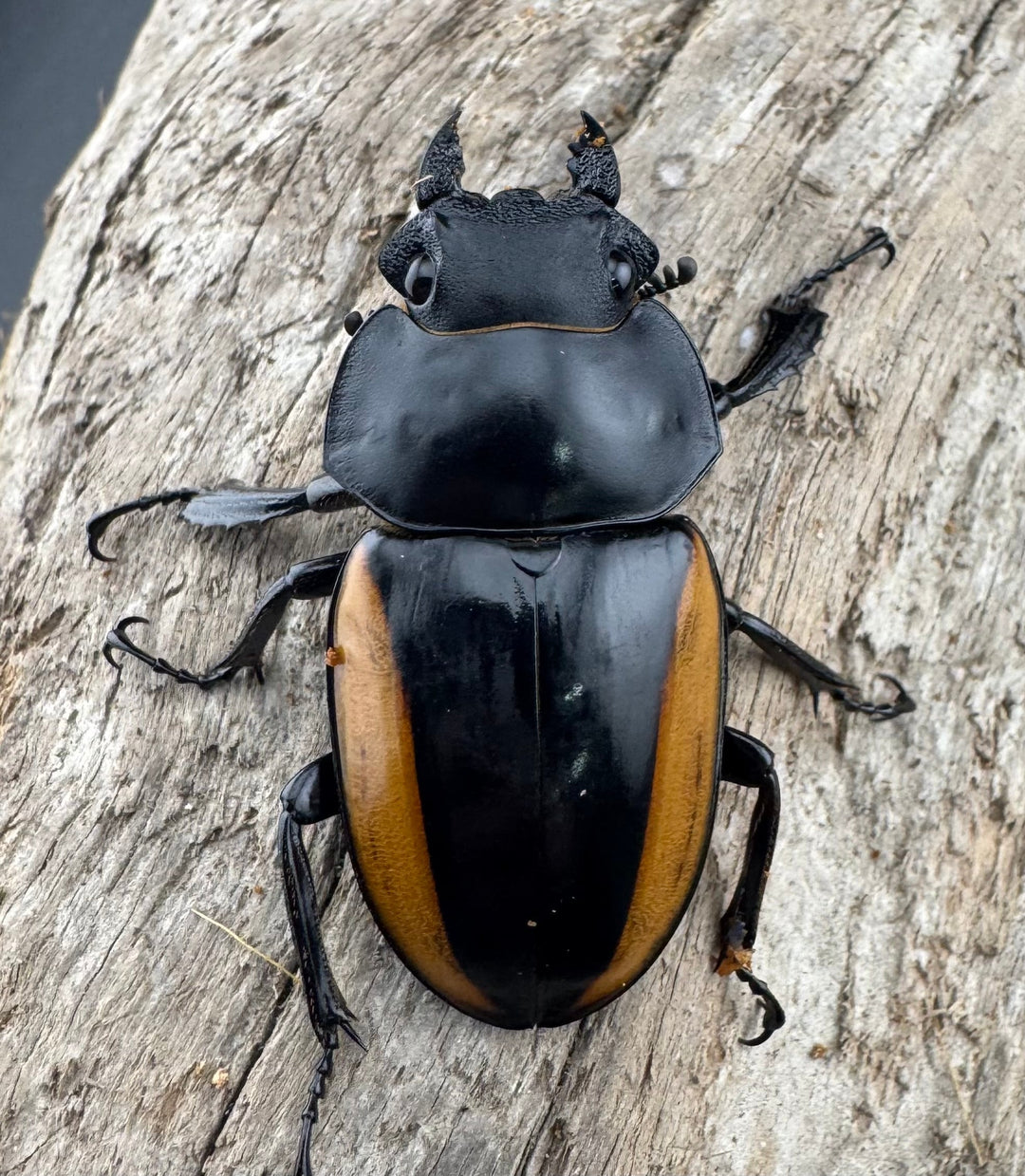 【WD】《スティーブンスツヤ亜種mamaesaensis 68mm ペア》