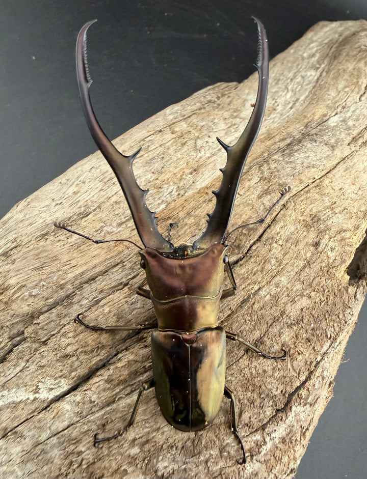 【WD】《メタリフェルホソアカ亜種finae 83mm ペア》