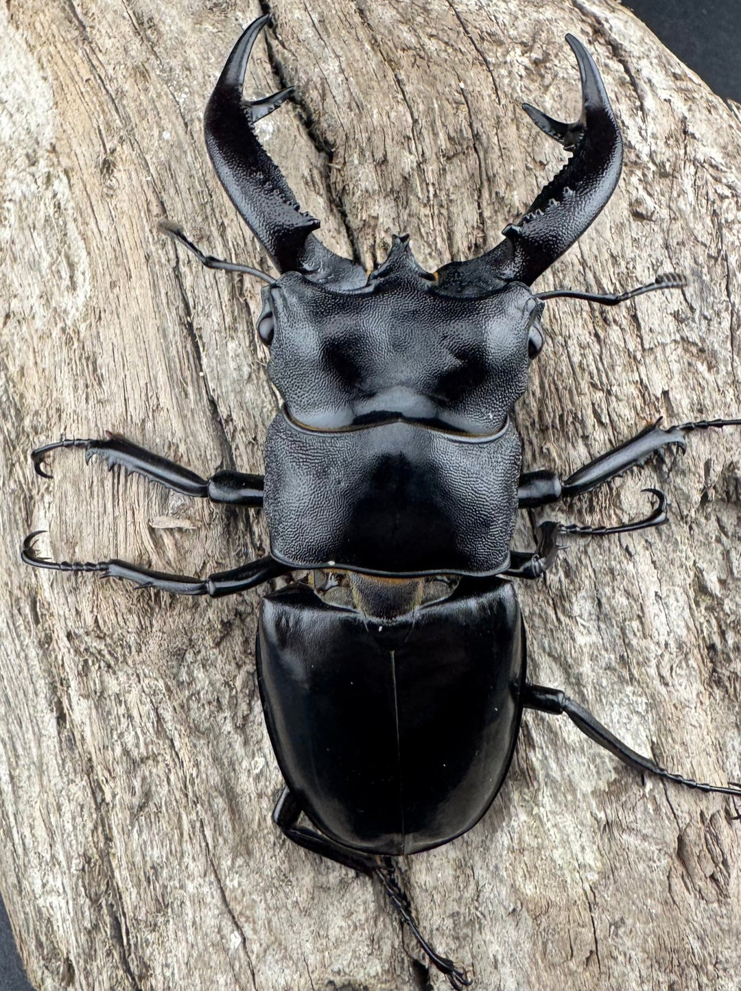 【WD】《ブケットフタマタクワガタ 74mm ペア》