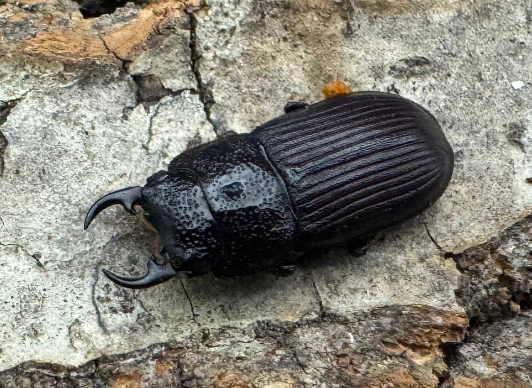 《ヤンソンネブトクワガタ Free ペア》わたくわ氏ブリード個体