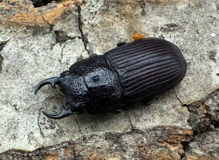 《ヤンソンネブトクワガタ Free ペア》わたくわ氏ブリード個体