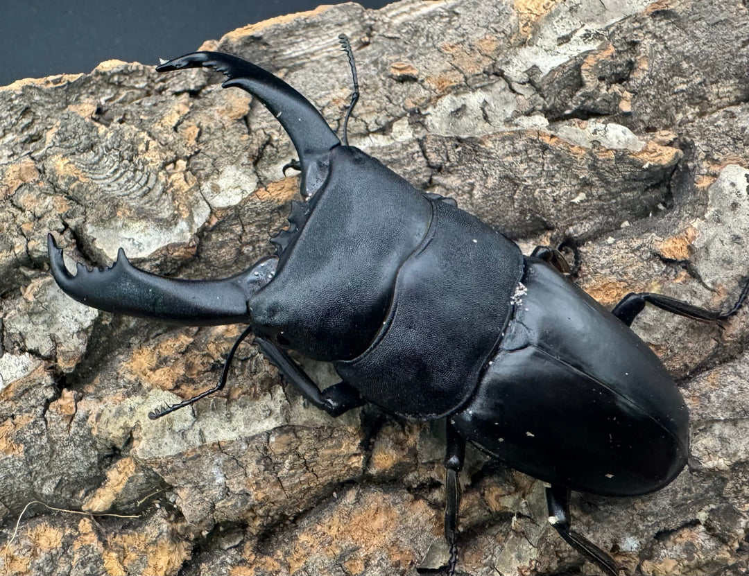 【WD】《南カマリネスヒラタ 92mm ♂単》