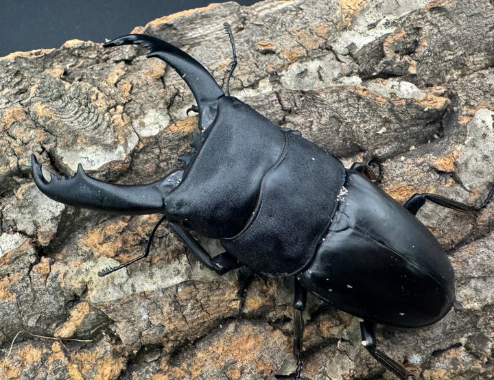 【WD】《南カマリネスヒラタ 92mm ♂単》