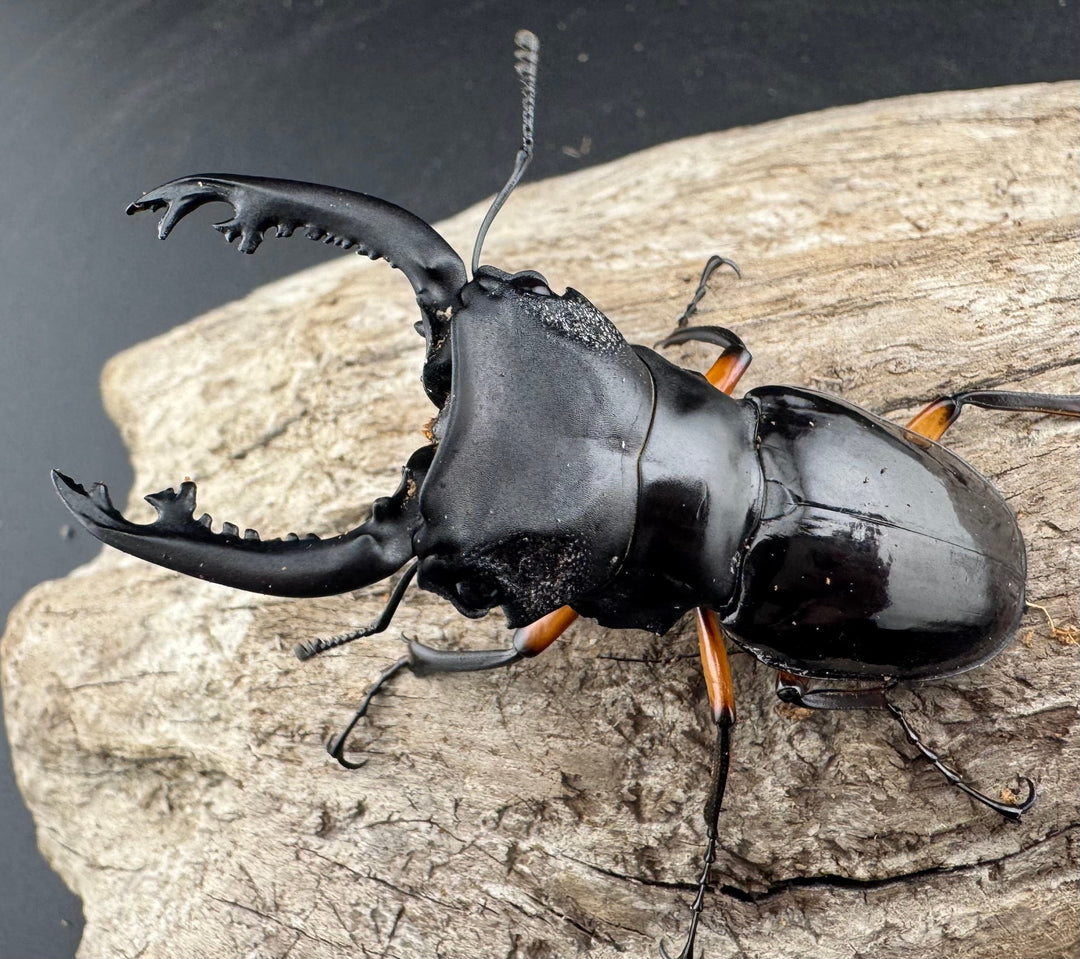 【WD】《インペリアリスツヤ亜種komorii バタラザ産 66mm B品ペア》