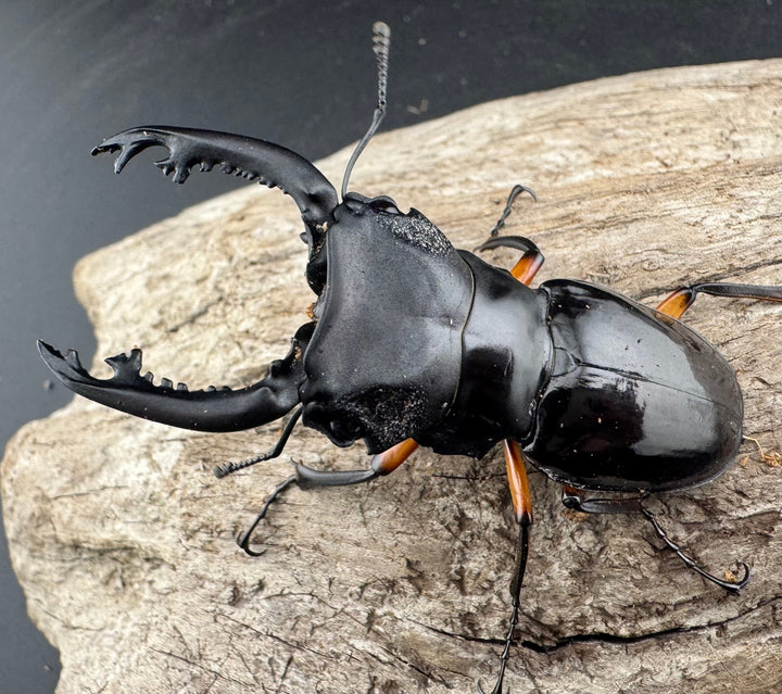 【WD】《インペリアリスツヤ亜種komorii バタラザ産 66mm B品ペア》