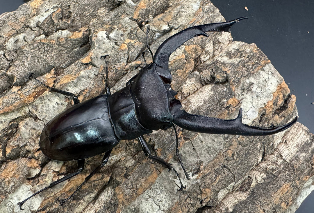 【WD】《マンディブラリスフタマタ 103.5mm B品ペア》