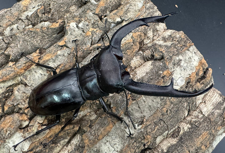 【WD】《マンディブラリスフタマタ 103.5mm B品ペア》