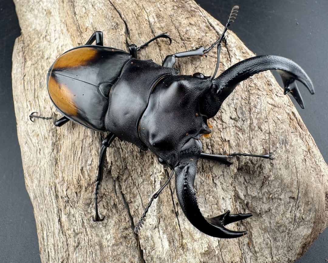 【WD】《セアカフタマタ（パリーフタマタ） 83mm A’品ペア》