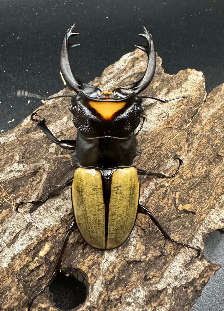 【WD】《ラコダールツヤクワガタ 76mm ペア》