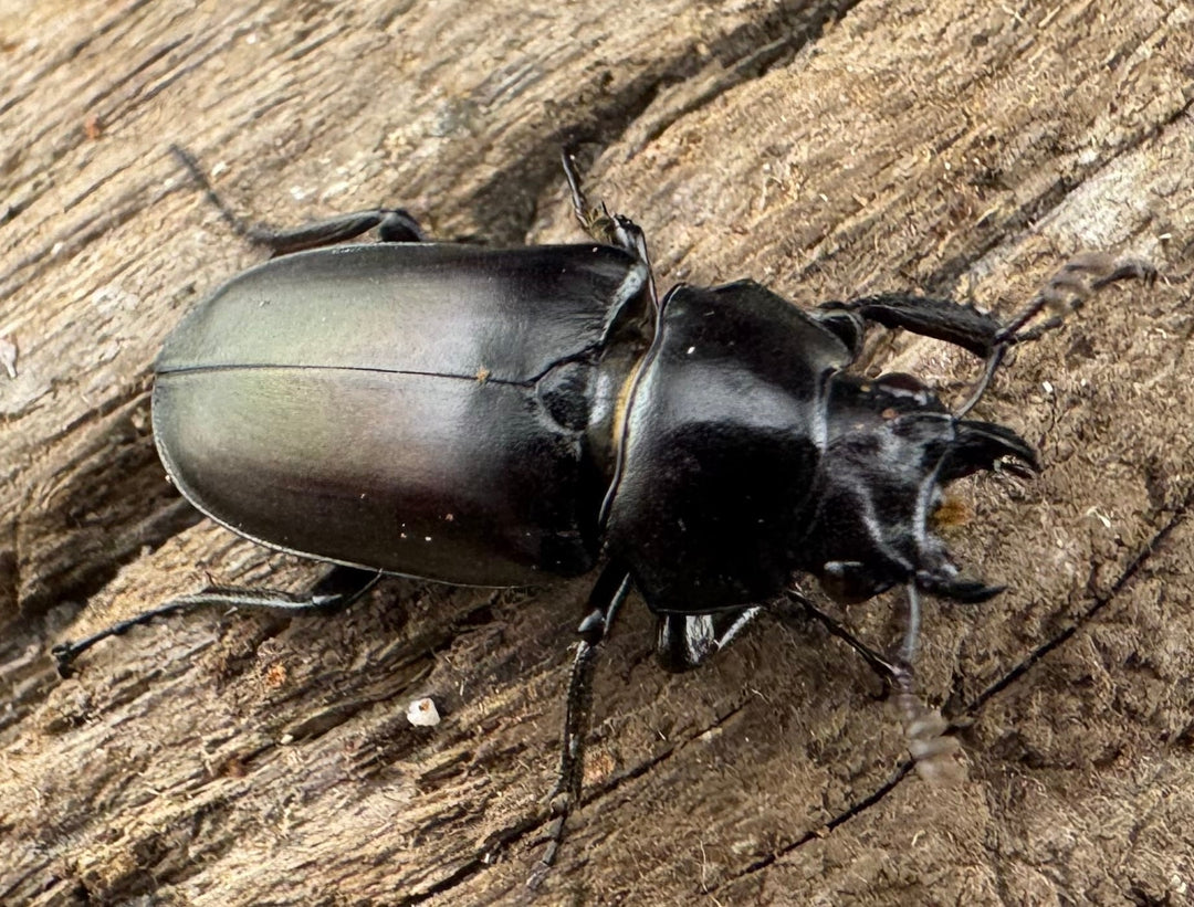 【WD】《シニアエブオニクワガタ 20.5mm ♀単》