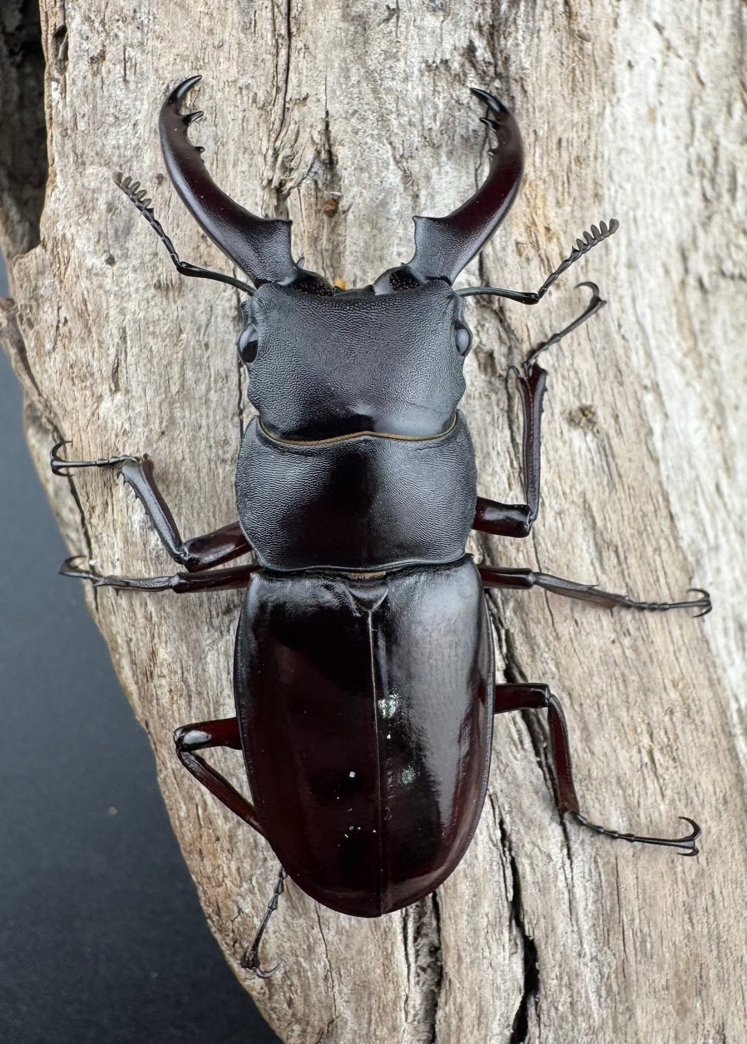 《ボーリンフタマタ亜種バミノルム 55mm ♂♀♀トリオ》