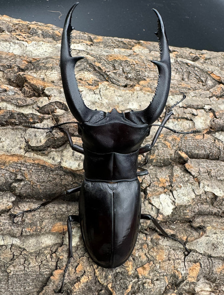 【WD】《マンディブラリスフタマタ 102mm ペア》