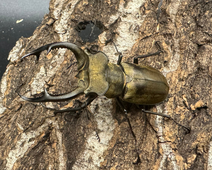 【WD】《ノビリスミヤマ 60mm ペア》①