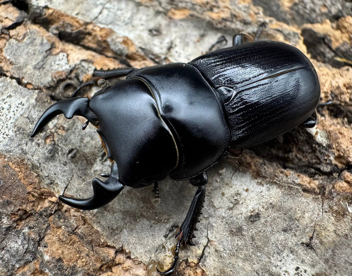 【WD】《ヒルティコルニス ssp. 31mm ペア》