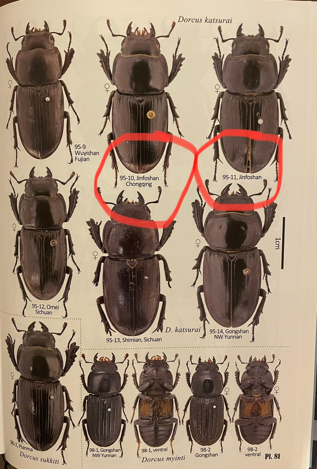 【F0】《ドルクス カツラ 重慶市産 23mm ペア》