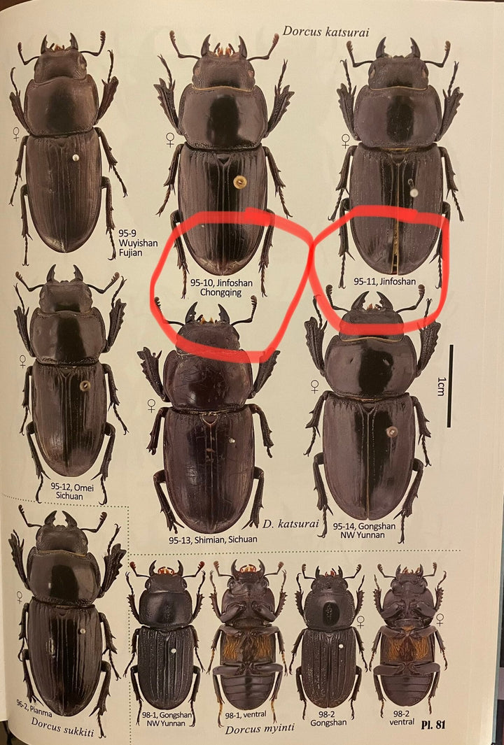 【F0】《ドルクス カツラ 重慶市産 23mm ペア》