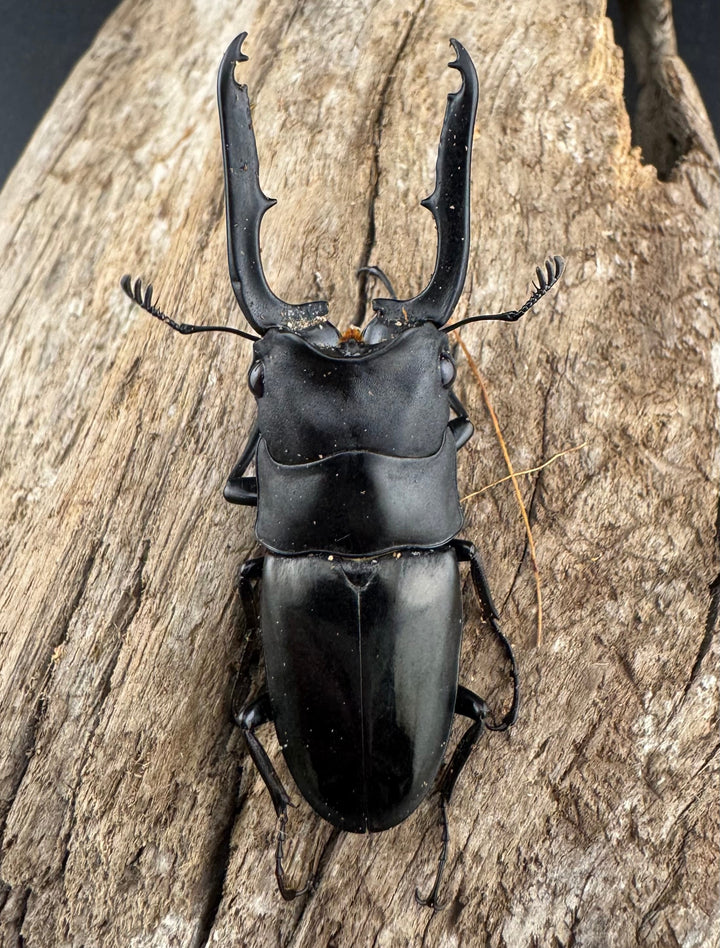 【WD】《ブッダノコギリ ミンダナオ産 52mm ペア》