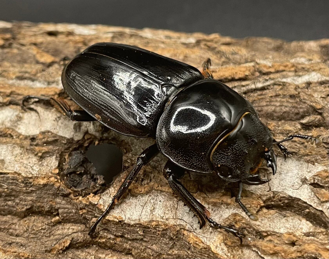 《インドグランディス亜種moriyai Garda95.0血統 75mm ペア》