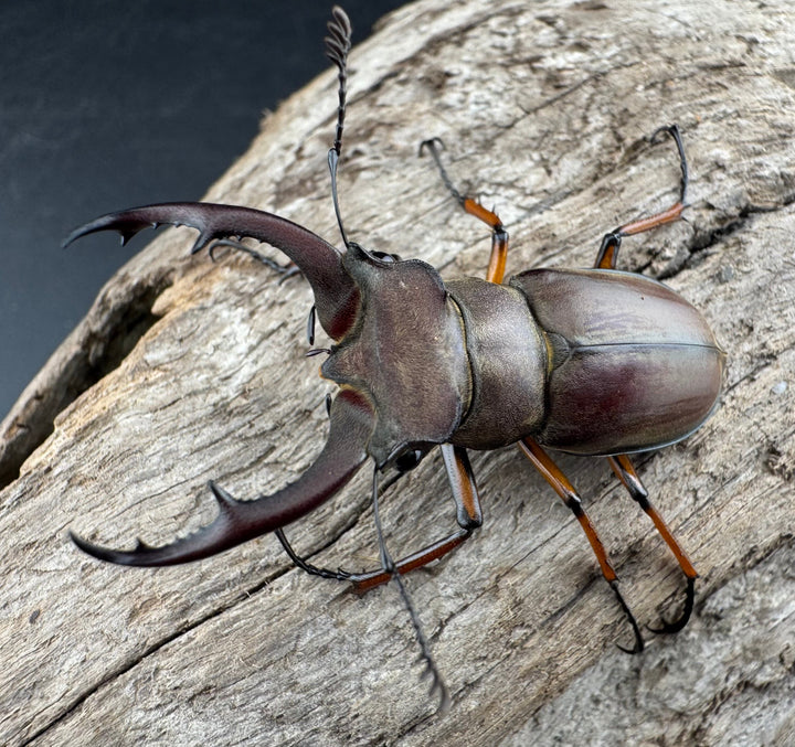 【WD】《ツェンワンラオシャンミヤマ 45.5mm ペア》