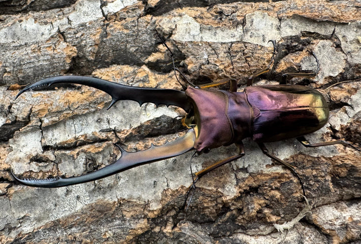 【美麗】《メタリフェルホソアカ 83.4mm ペア》セルヴォラン氏ブリード個体