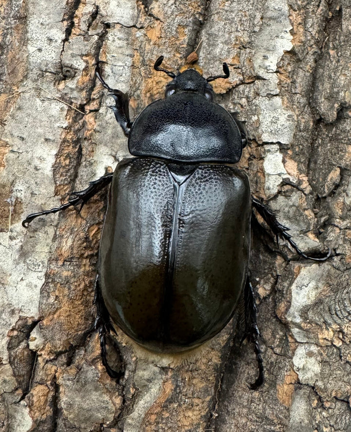 《マヤシロカブト 77mm ペア》