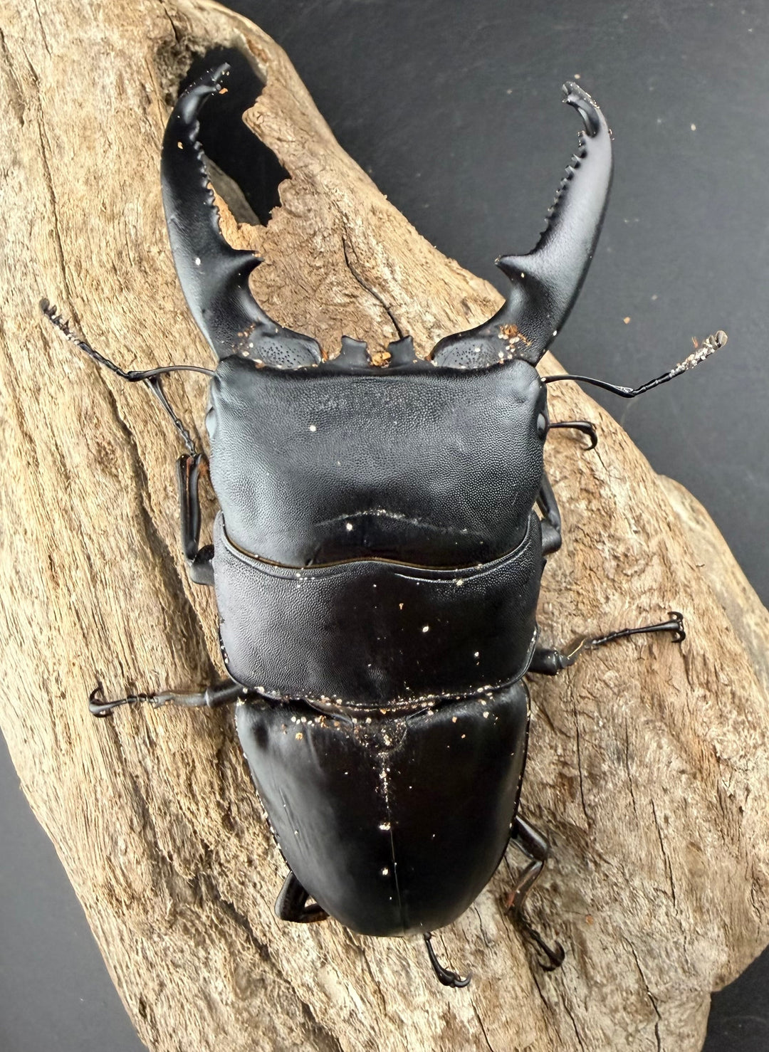 【WD】《パラワンオオヒラタ ガントン産 96mm ペア》