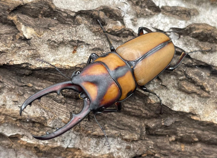 【WD】《スツラリスノコギリクワガタ 40mm ♂♀♀トリオ》