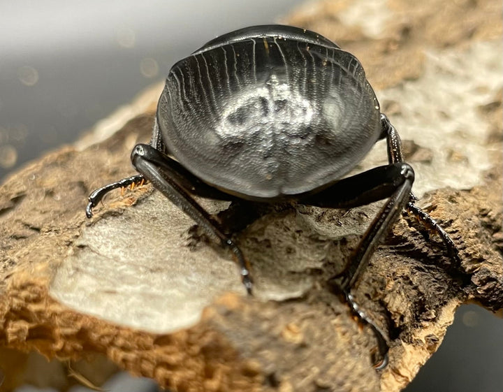 《ホペイオオクワガタ G70血統 76mm ペア》