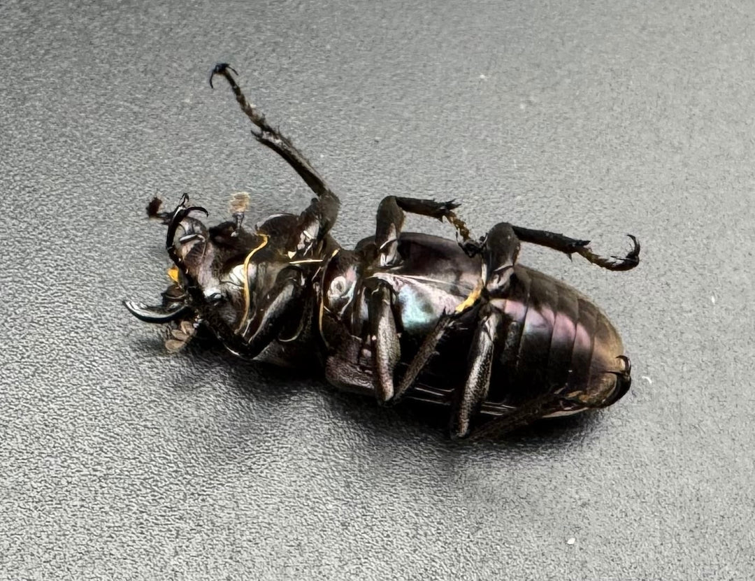 【美麗】《メタリフェルホソアカ 81mm ペア》わたくわ氏ブリード個体