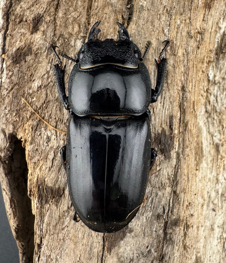 【WD】《パラワンオオヒラタ ガントン産 97mm ペア》