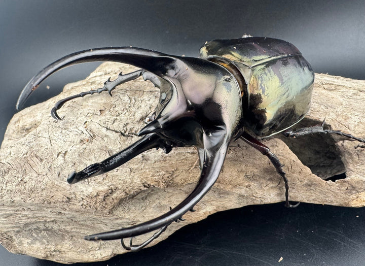 【WD】《ミンダナオアトラスオオカブト キダパワン産 95mm B品ペア》