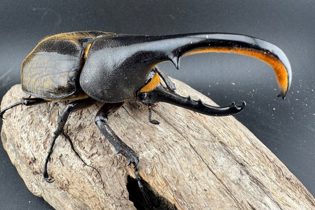 【WF11】《ヘラクレス・ブリュゼニ 117mm ♂♀♀トリオ（現トリニダーデンシス）》inohiro109氏ブリード個体