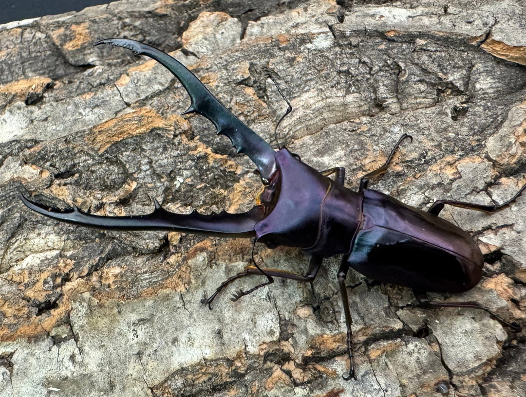 【美麗】即ブリ《メタリフェルホソアカ 69mm ペア》わたくわ氏ブリード個体