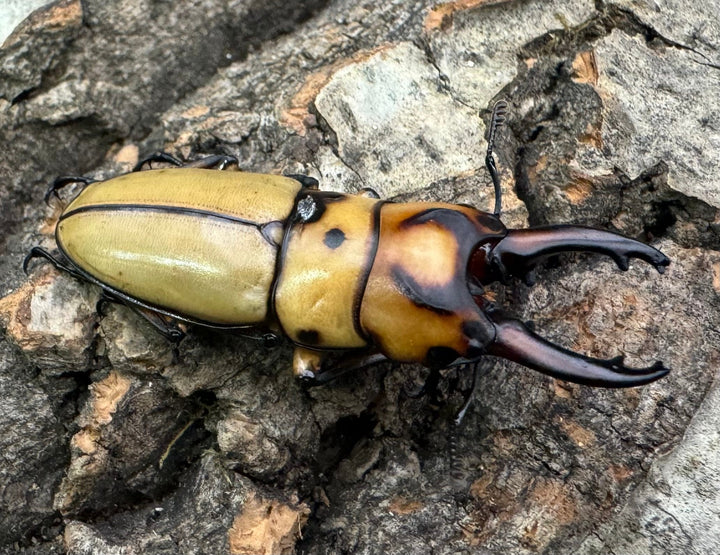 【WD】《オキピタリスノコギリ原名亜種 オーロラ産 42mm ペア》