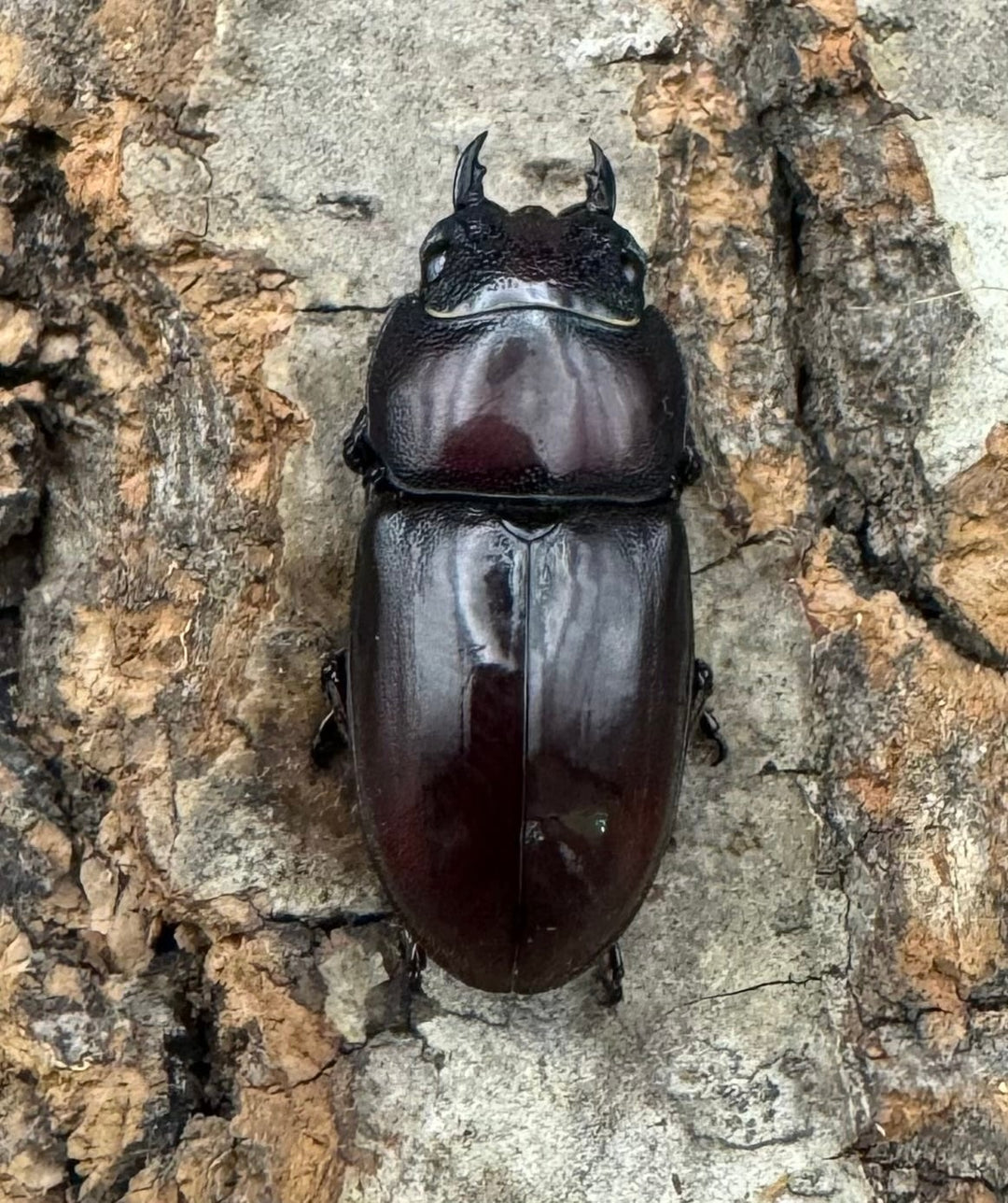 【WD】《ジュリエットノコギリ 36.5mmペア》