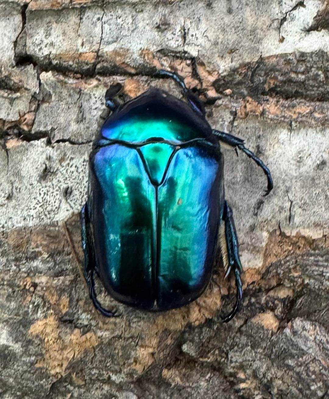 《スペキオーサ・シアノクロラ ペア》②