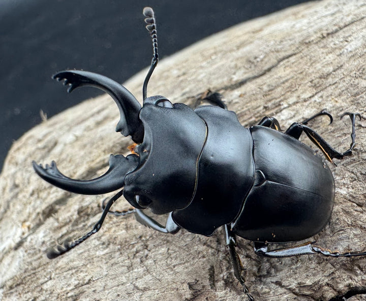 【WD】《プラティノータツヤクワガタ原名亜種 38.5mm ペア》