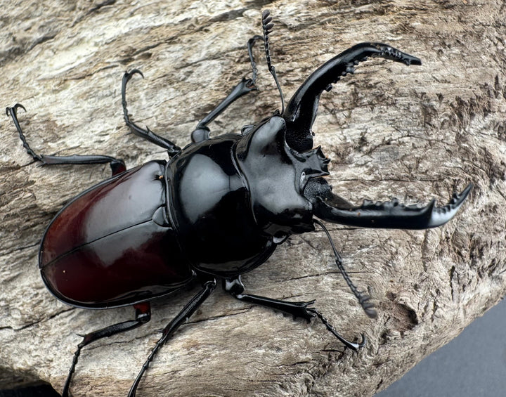 【WD】《オーベルチュールクロツヤシカ 52mm ペア》