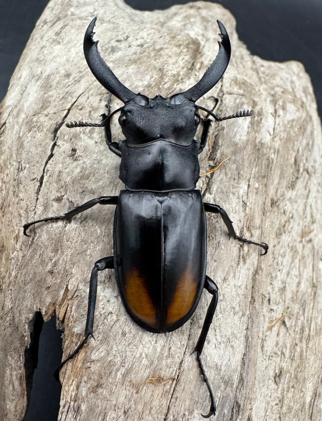 【WD】《セアカフタマタ（パリーフタマタ） 57mm ペア》