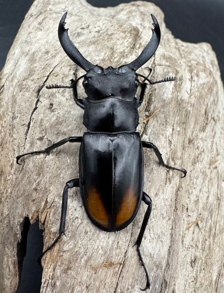 【WD】《セアカフタマタ（パリーフタマタ） 57mm ペア》