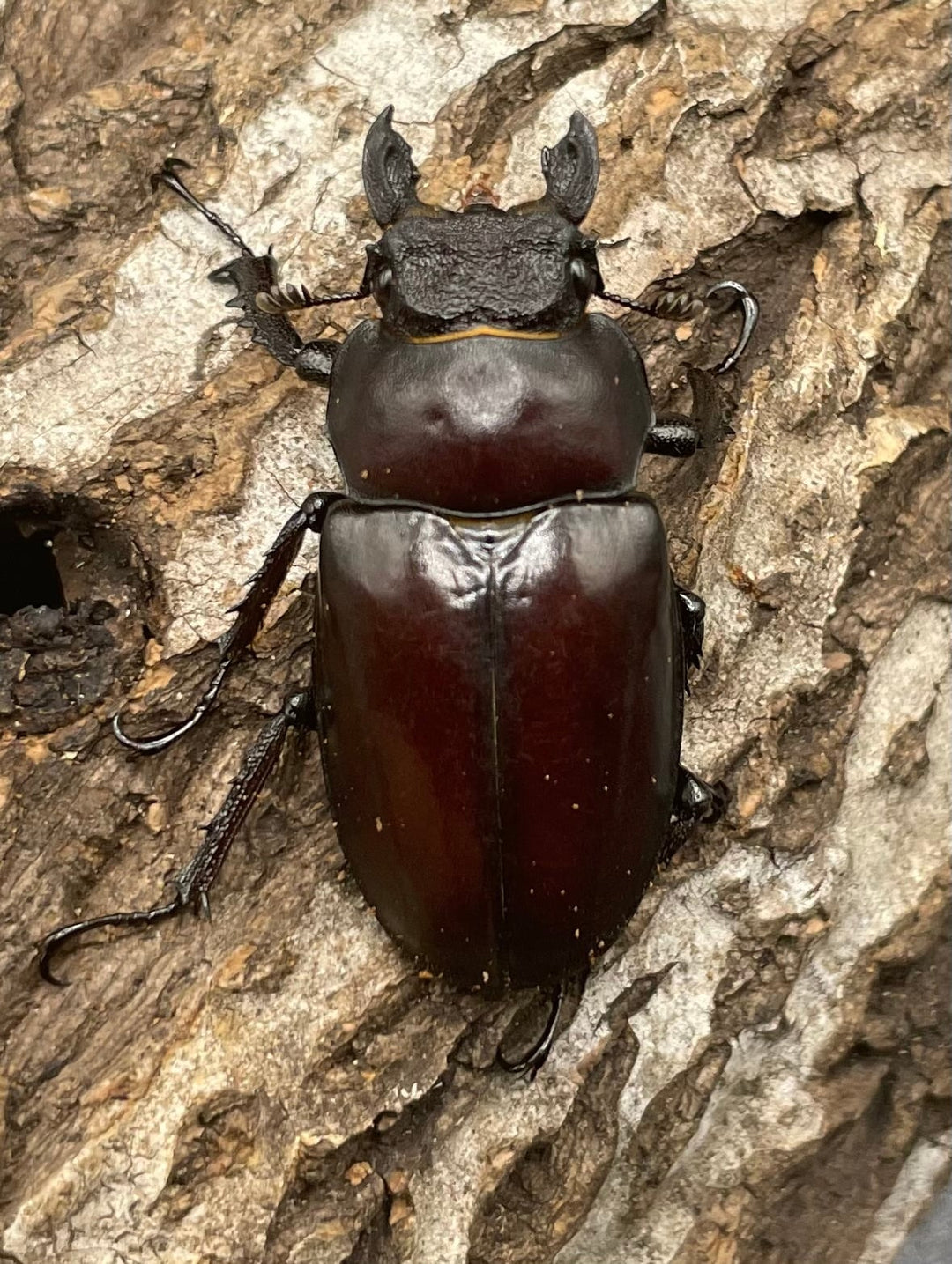 【WD】《フライミヤマクワガタ 70mm A’ペア》