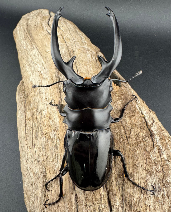 【WD】《インターメディアツヤクワガタ ネグロス島産 93.5mm ペア》