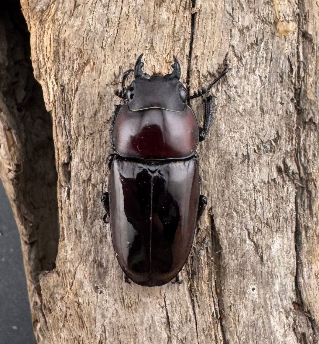 【WD】《ドルサリスノコギリ原名亜種 ボアク島産 52mm ペア》