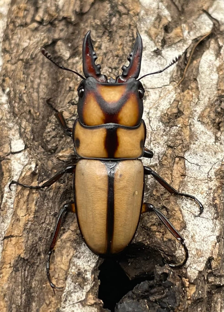 【WD】《スツラリスノコギリクワガタ 32.5mm ♂♀♀トリオ》